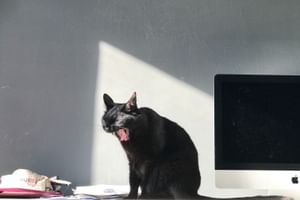 Smart Home for Pet Owners: Creating a Pet-Friendly Home with Automation